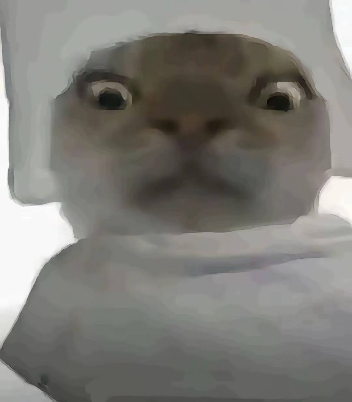 #哈基咪#哈基咪