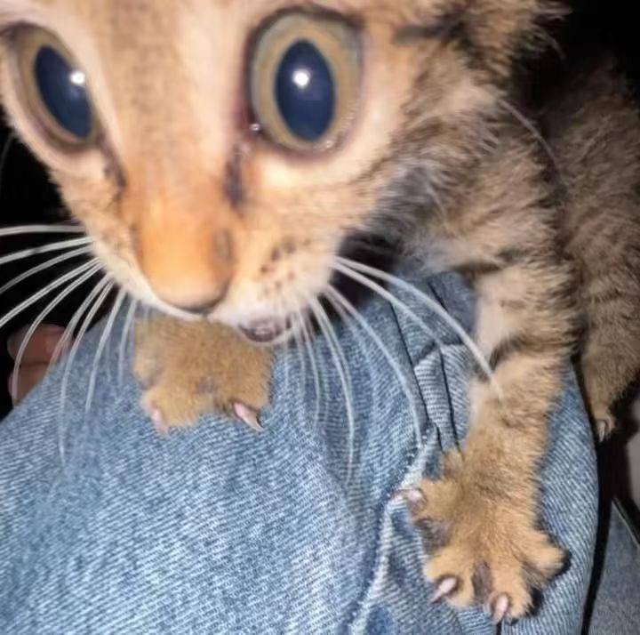 ！！！#猫￼￼