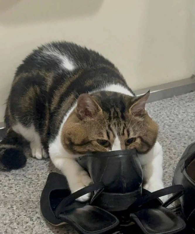 猫儿这个过肺猫儿这个过肺