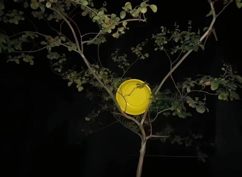 #中秋节 请你们看大月亮