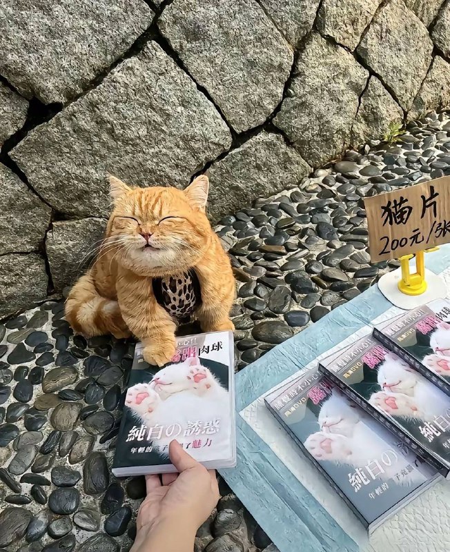 对不良诱惑说什么 #萌物 #喵咪