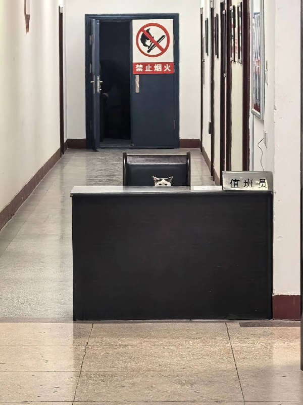 今天小咪值班