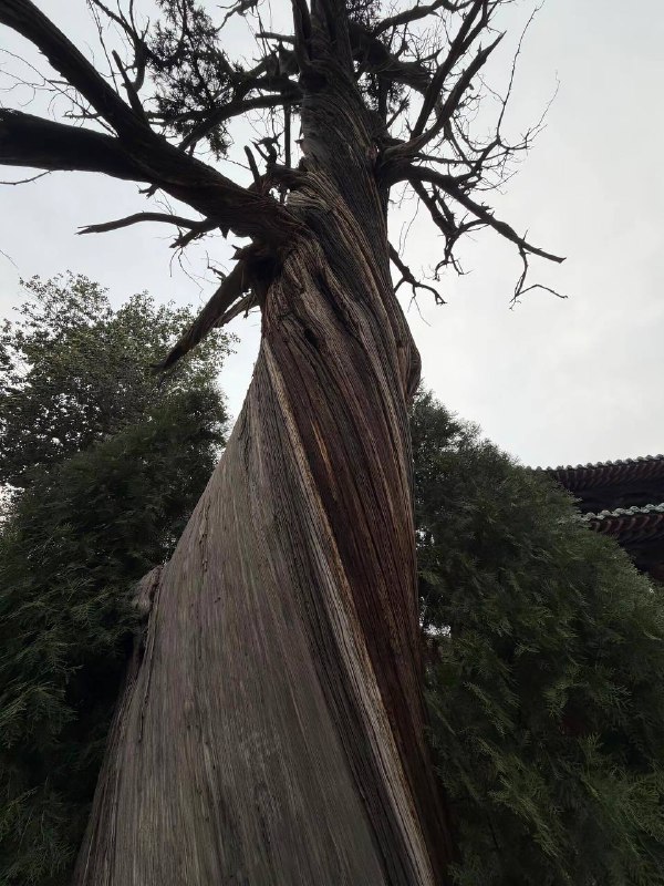 树，你竟拧巴着活了这么些年吗