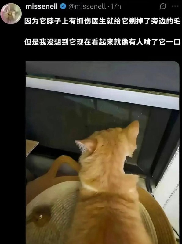 美味小猫