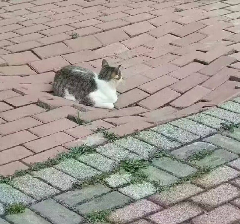 小猫把路坐塌了￼￼