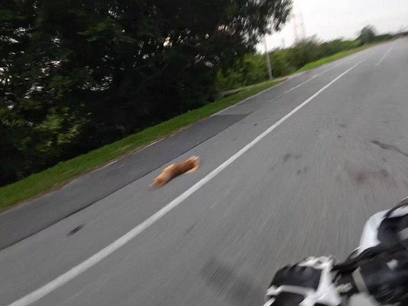 成功获取魂环成功获取魂环