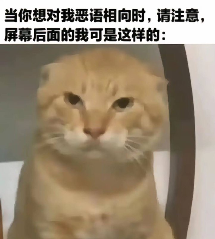 #耄耋 #猫￼￼